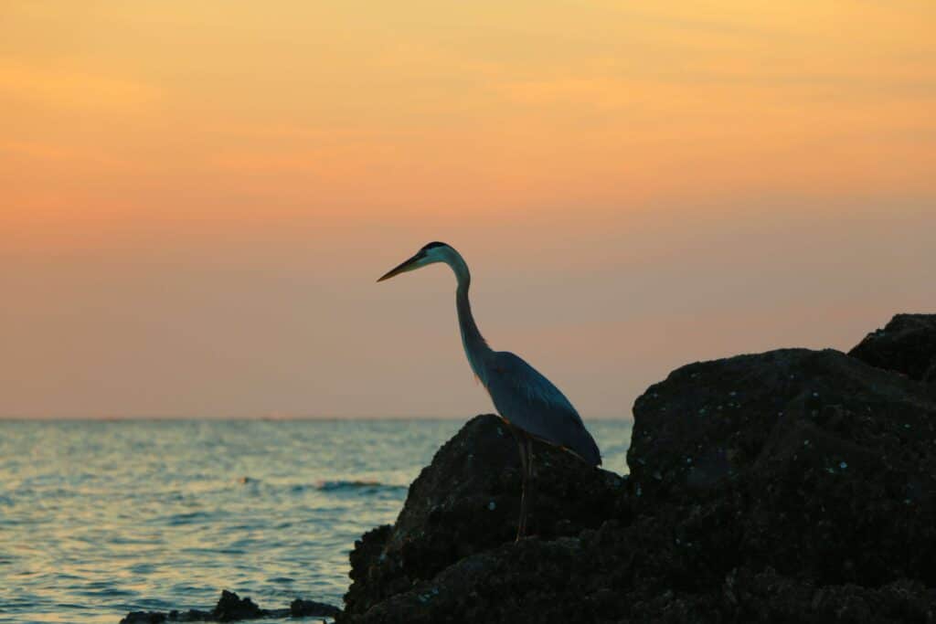 A heron sits on the rocks near the shore of Hilton Head Island